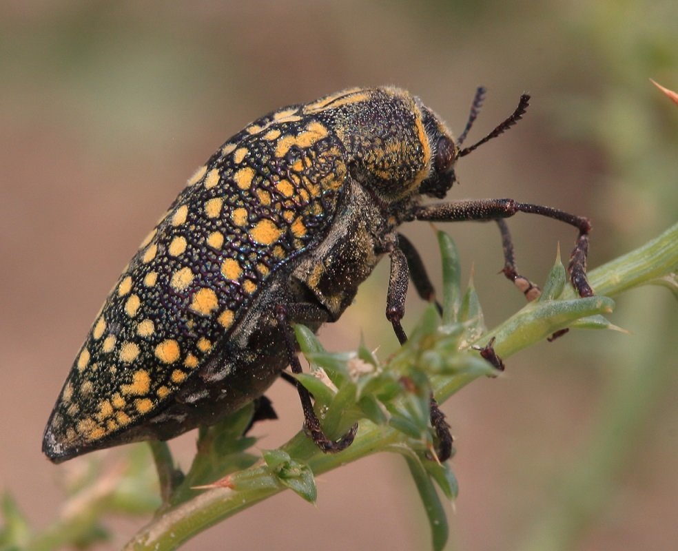 Жук-Златка пятнистая
