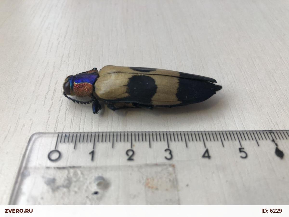 Chrysochroa buqueti rugicollis