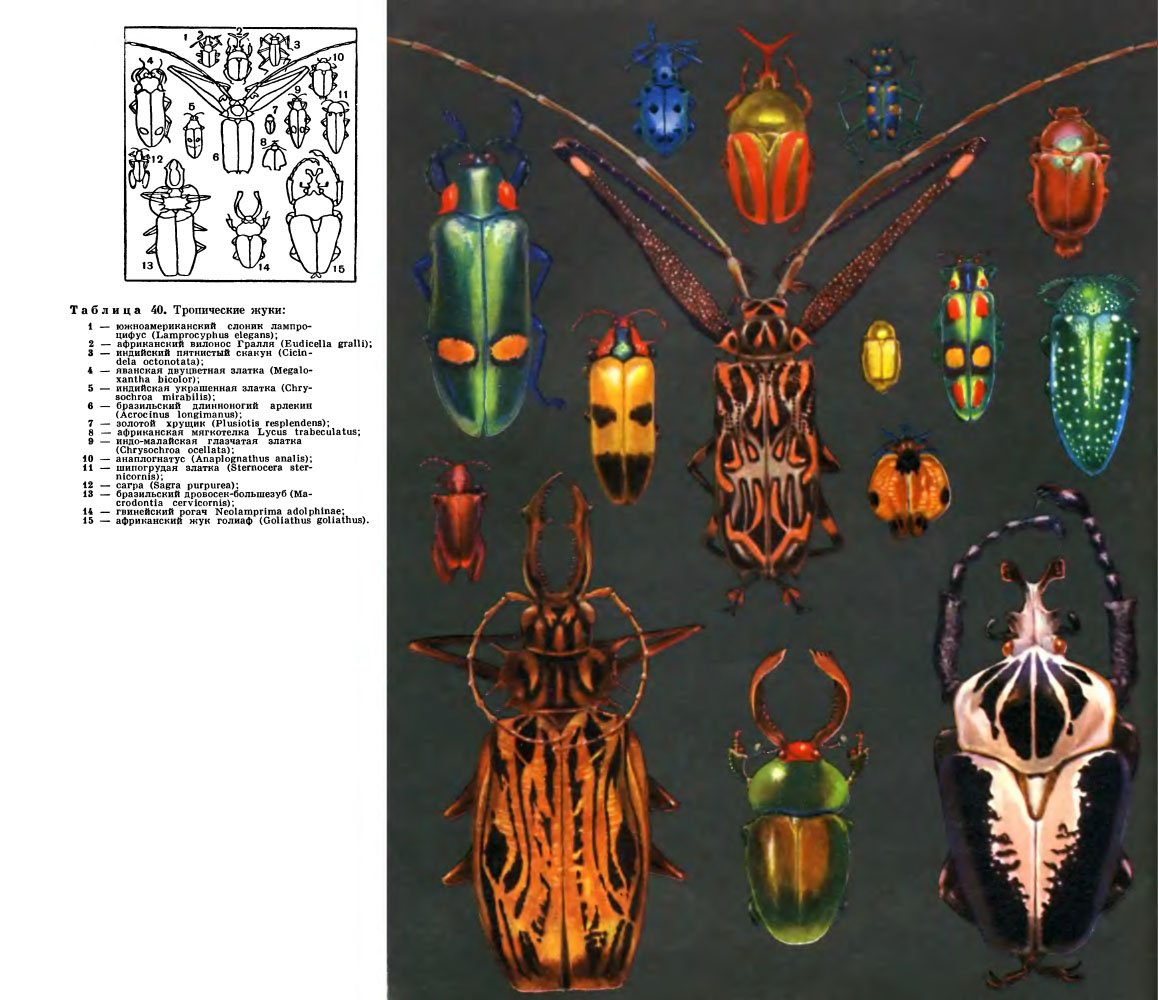 Личинки тропических Жуков