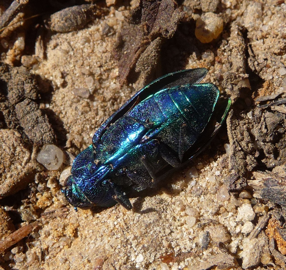 Жук Златка синяя