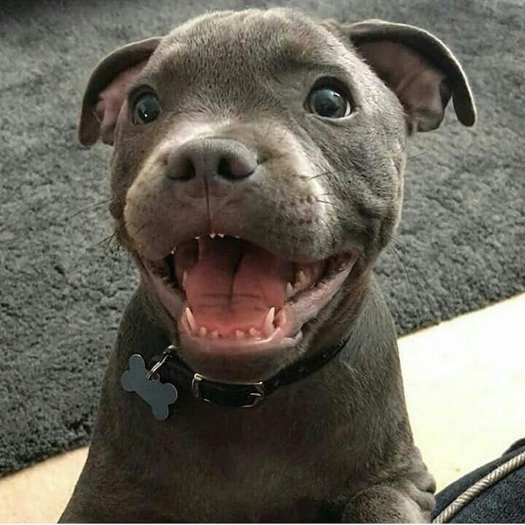 Тибетский мастиф злой