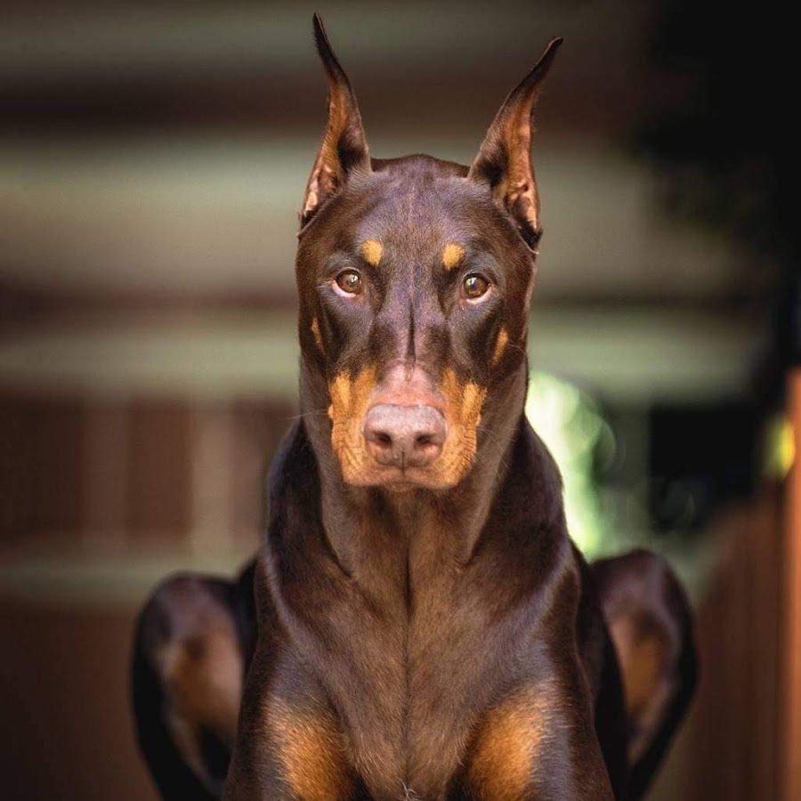 Старотипный Доберман