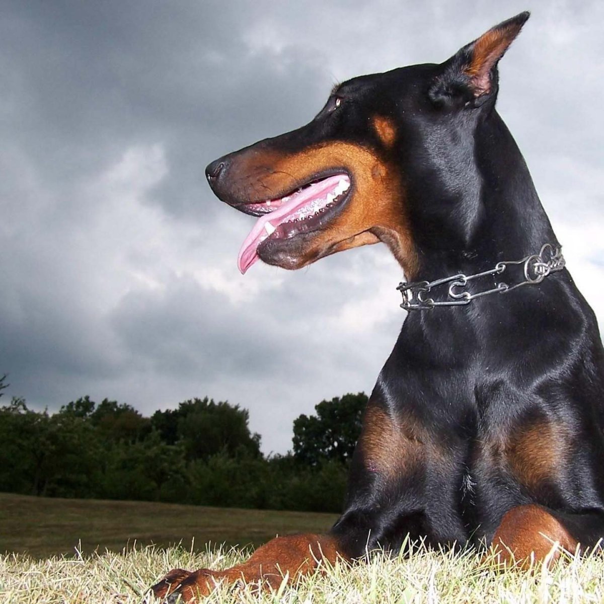 Доберман злой