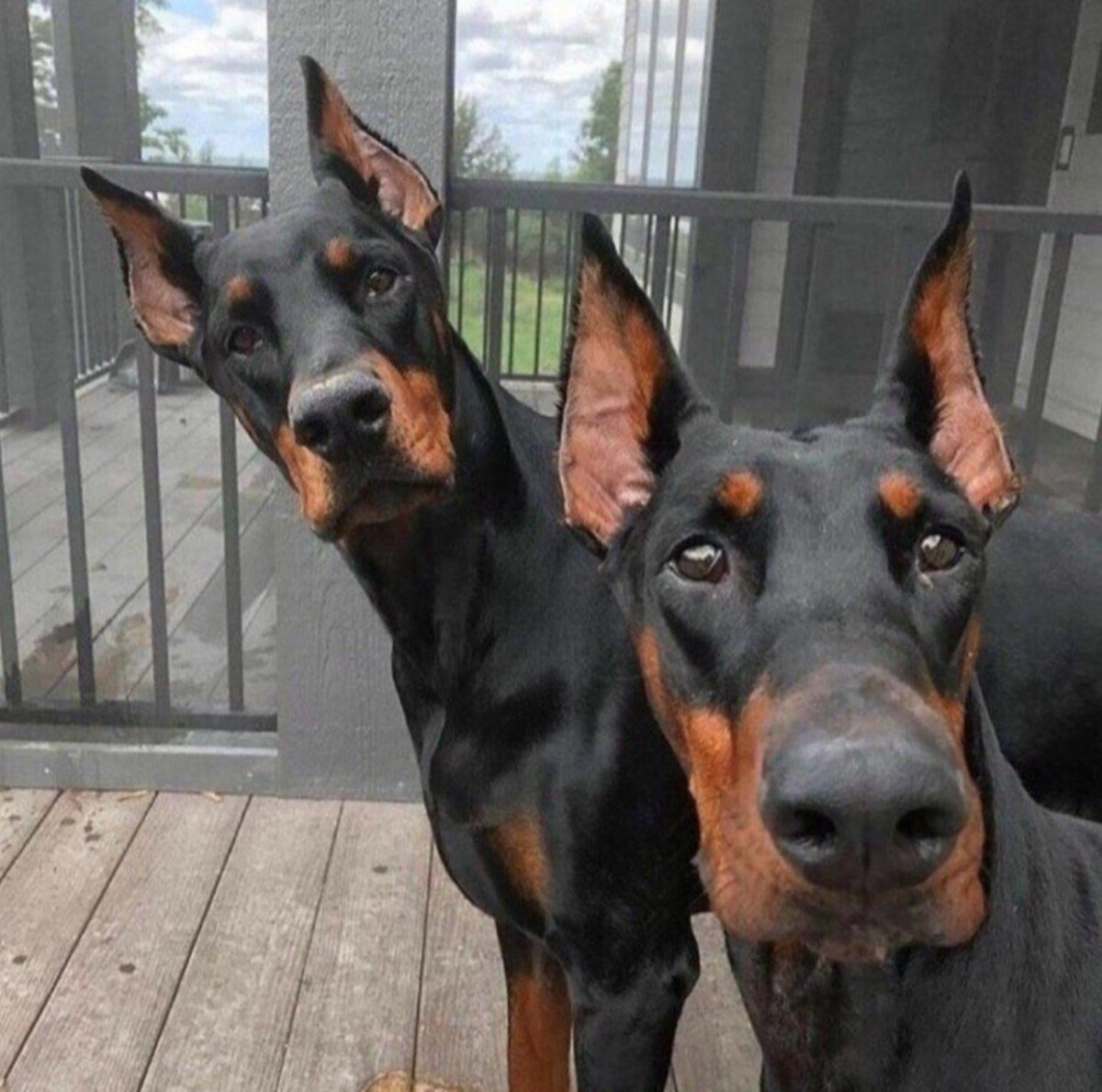 Доберман пинчер злой