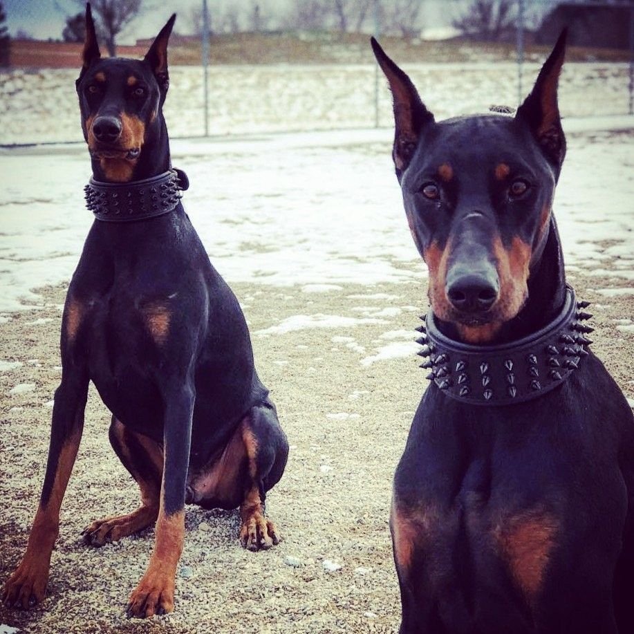 Собака ротвейлер оскал