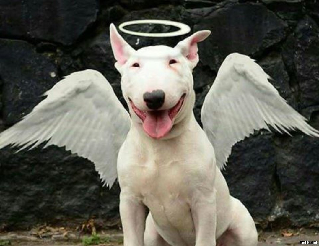 Доберман злой