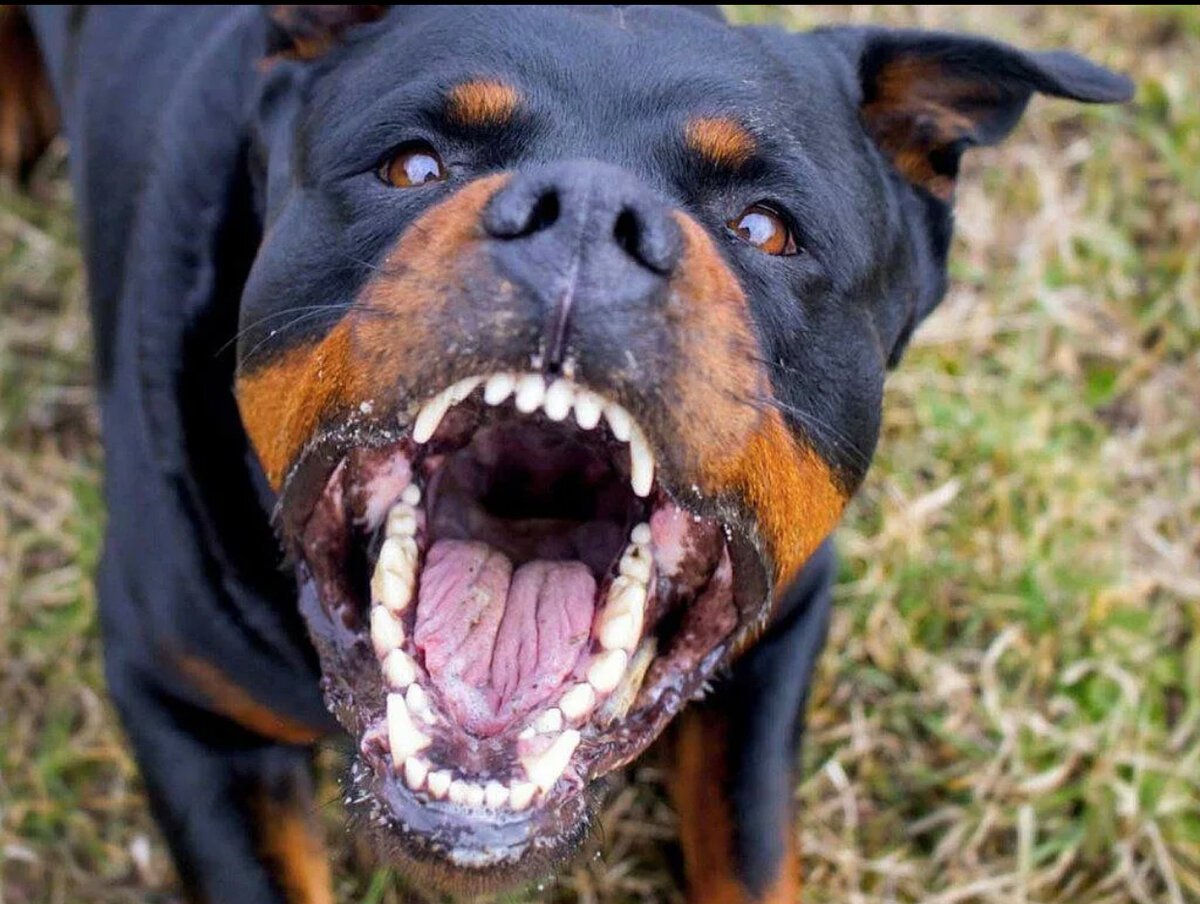 Американский стаффордширский терьер черный