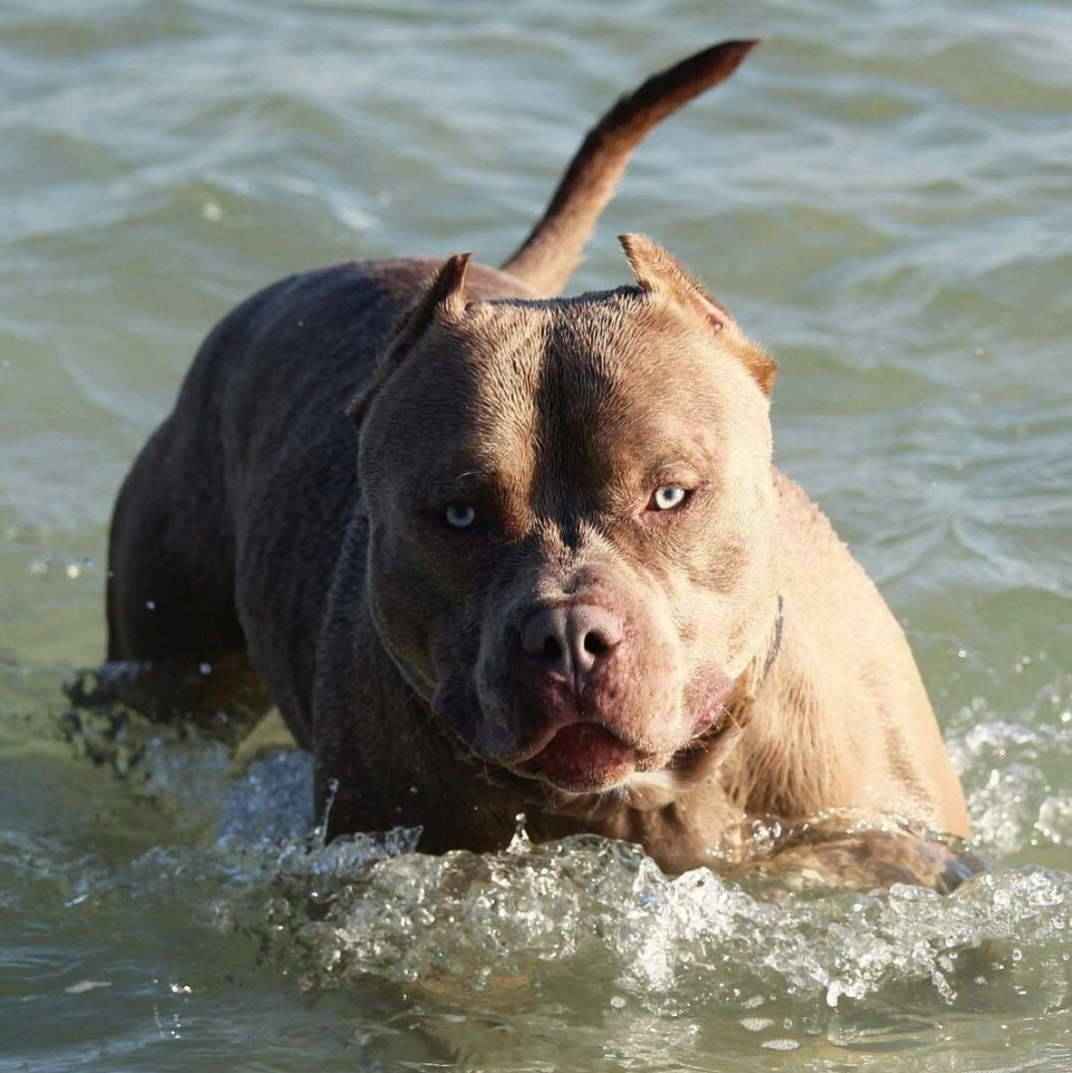 Питбуль щенок