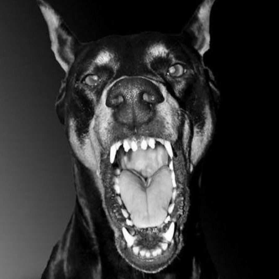 Тибетский мастиф великан