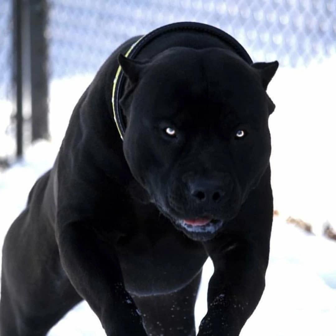 Бультерьер тигровый