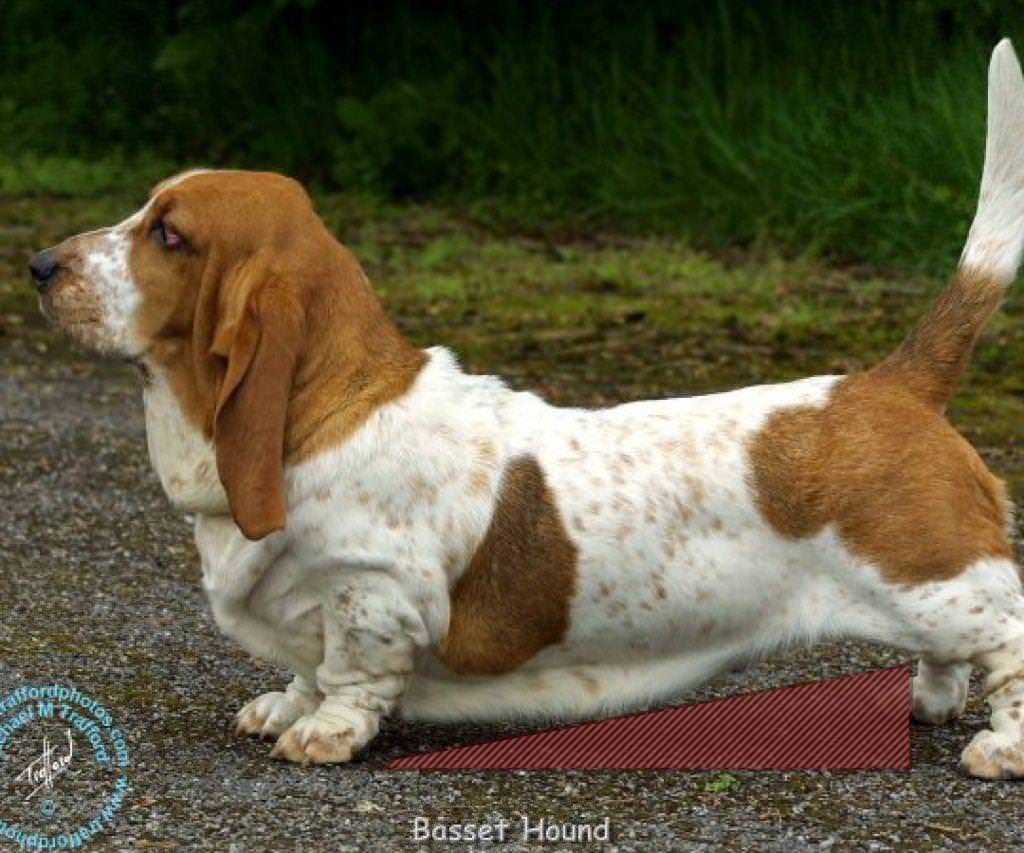 Рыжий бретонский Бассет