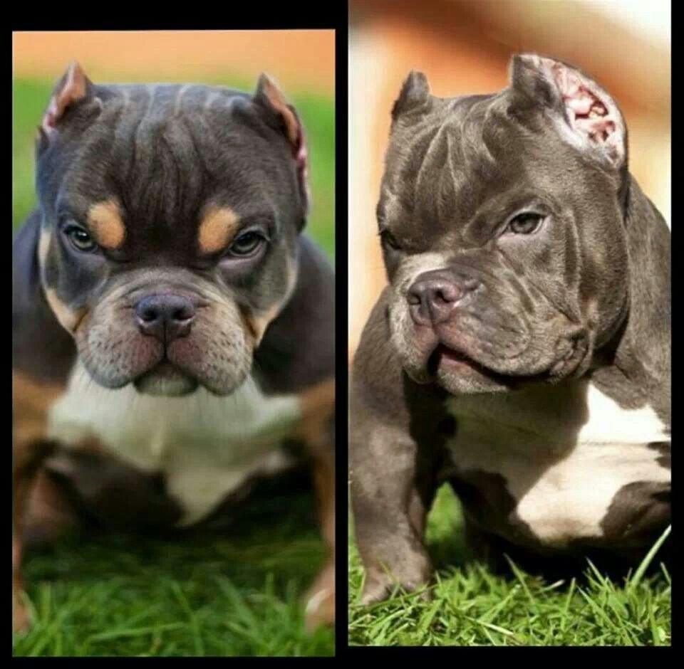 Американскийпетбуль Триеер