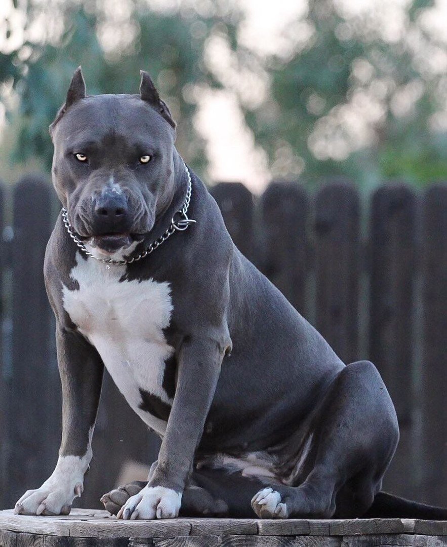 Доберман-пинчер оскал