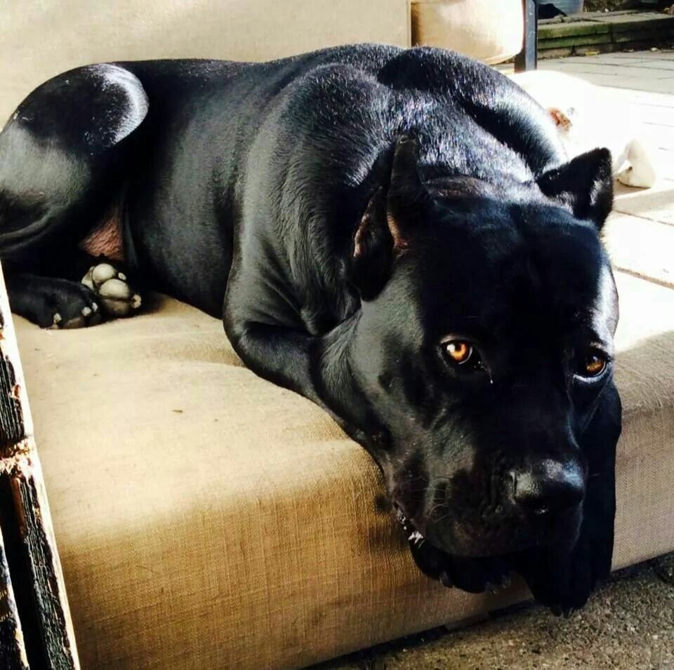 Красивые собаки