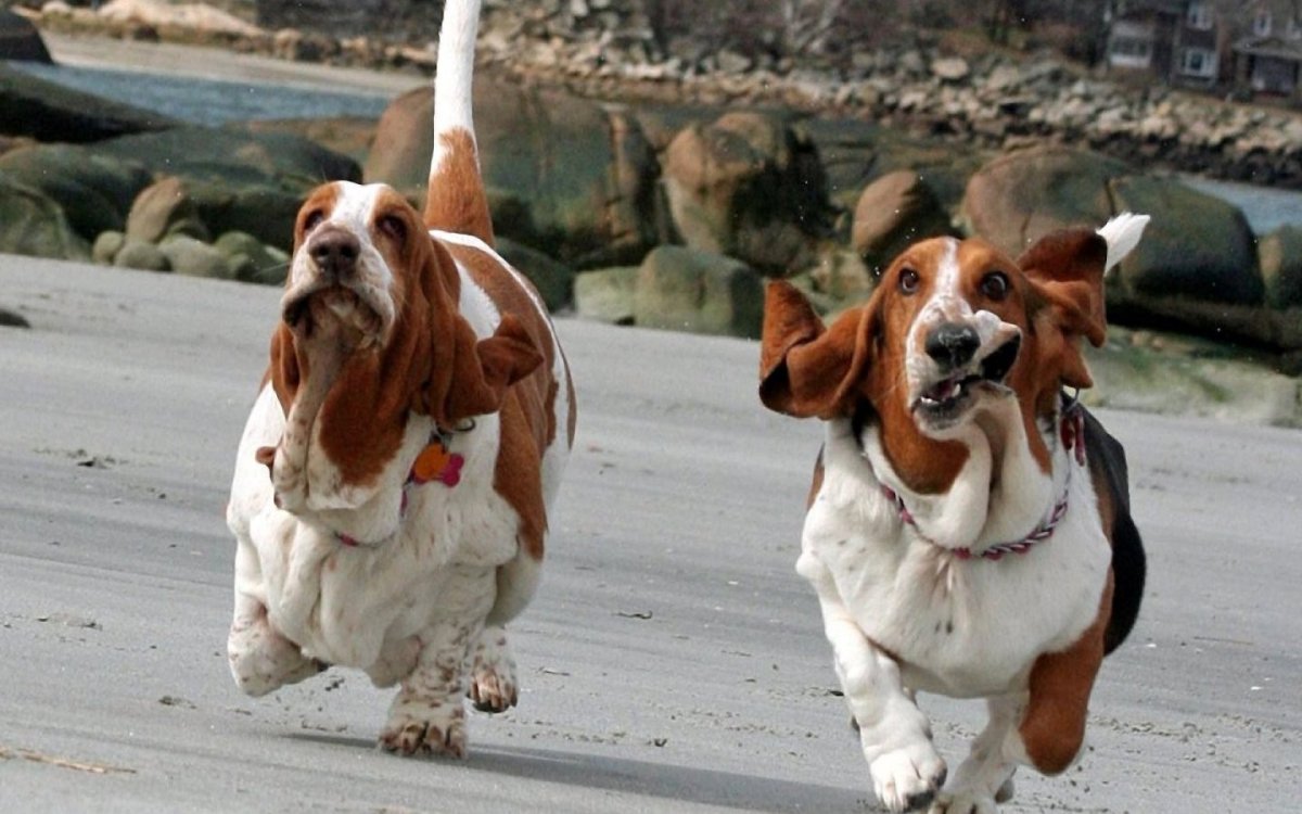 Собака Коломбо