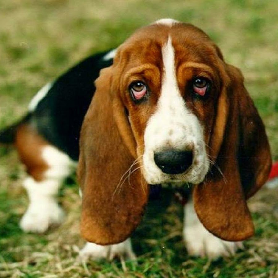 Бассет хаунд Коломбо