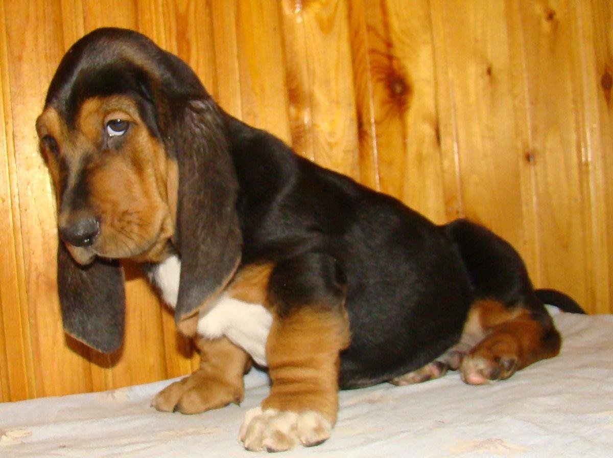 Хаунд Лайт Лайт