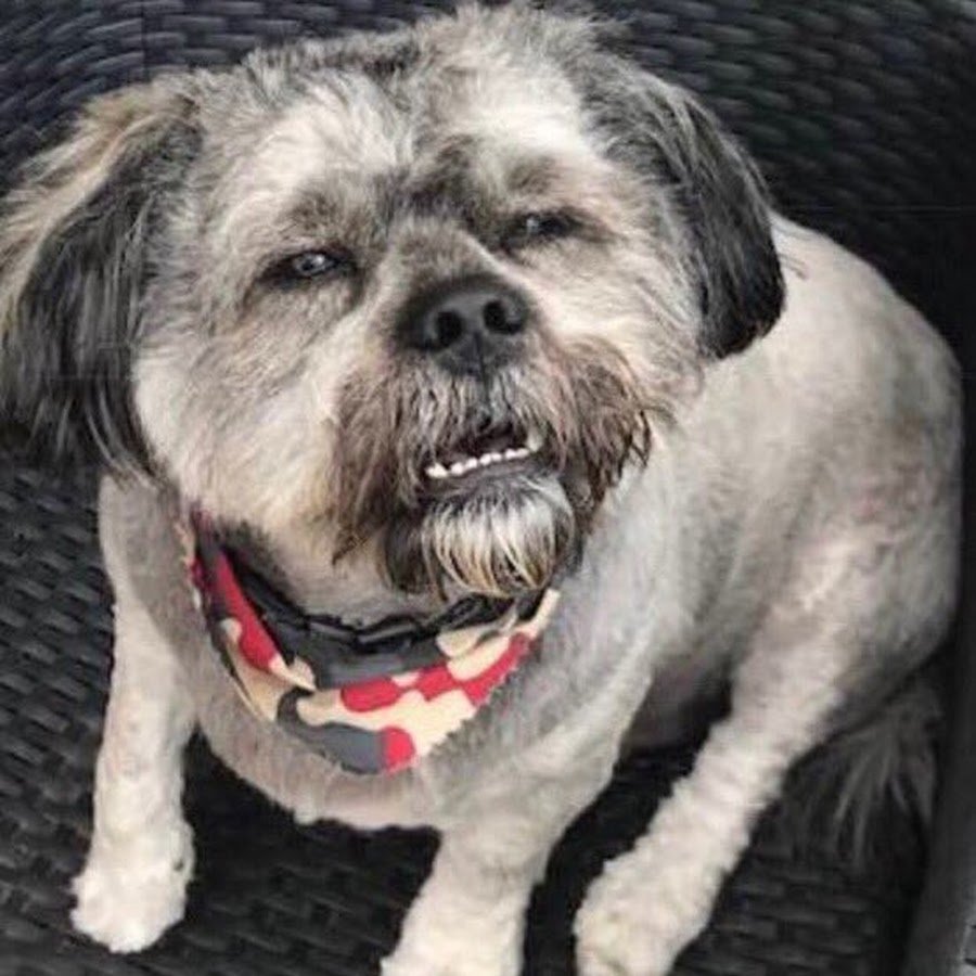 Доберман и тигровый боксер