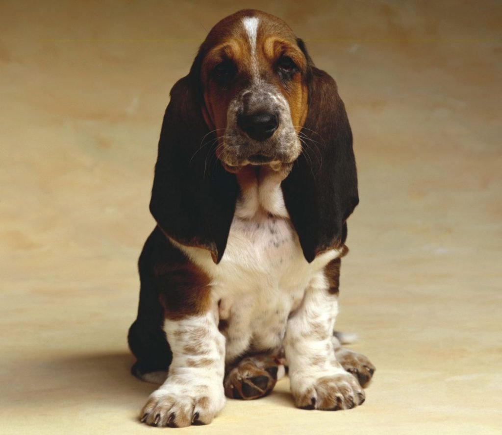 Басетхаунт щенки