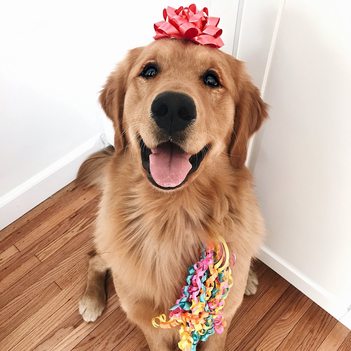 Стая немецких овчарок