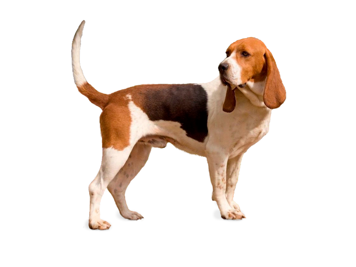 Бассет хаунд