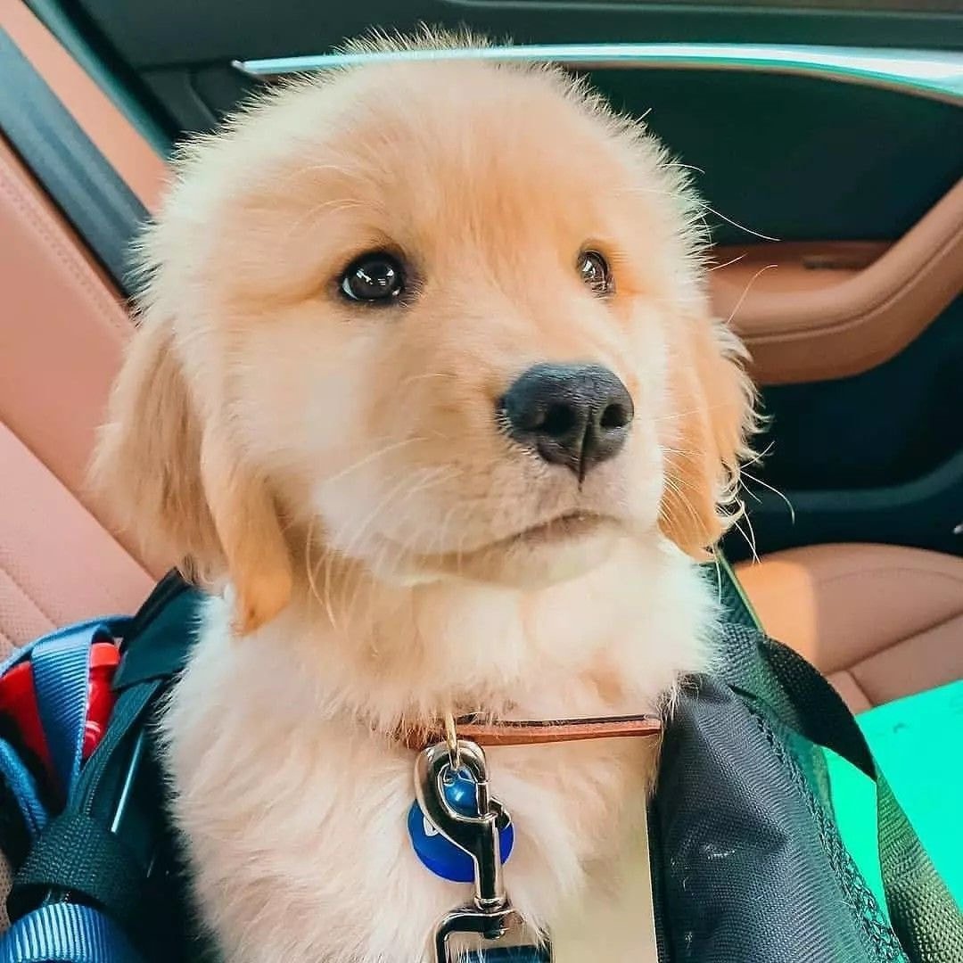 Мемы с щенками