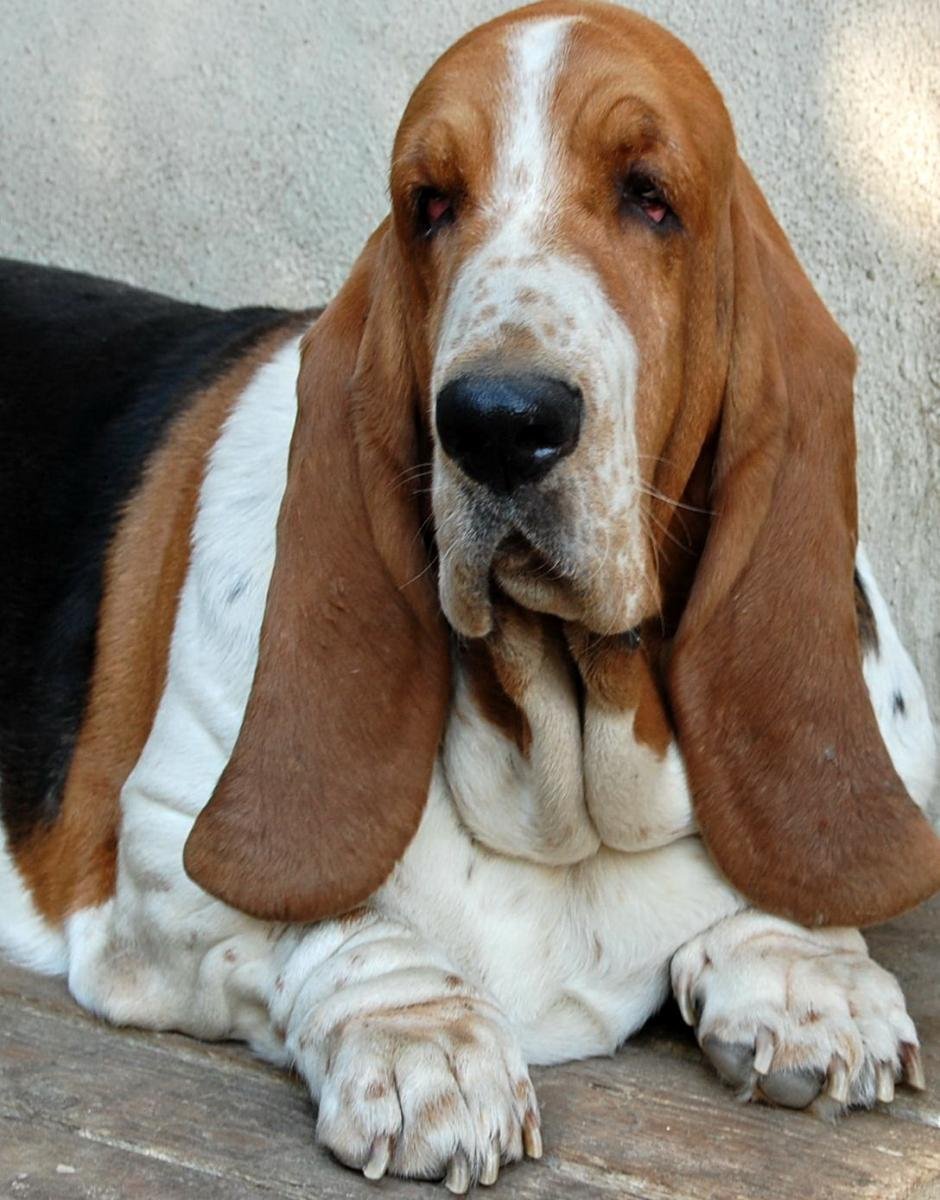 Бассет хаунд Коломбо