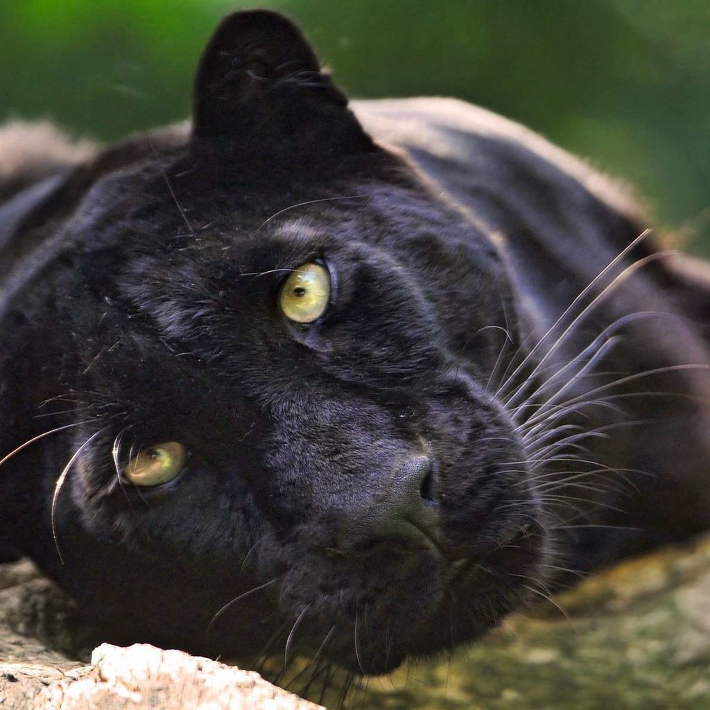 Пантера Пардус