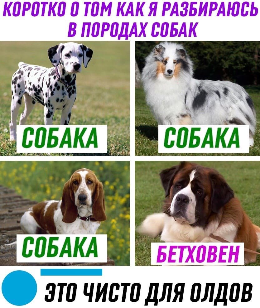 Эмили Ратажковски с собакой