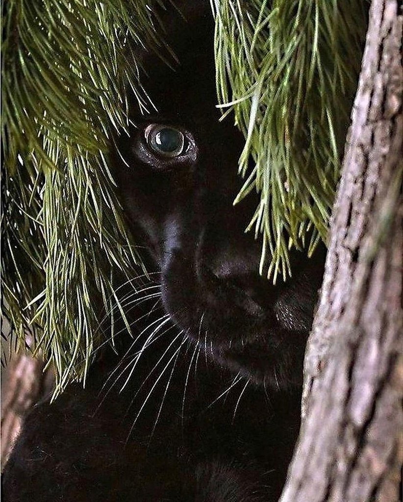 Пантера в природе