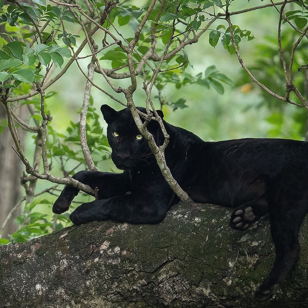 Кошка Бомбейская пантера