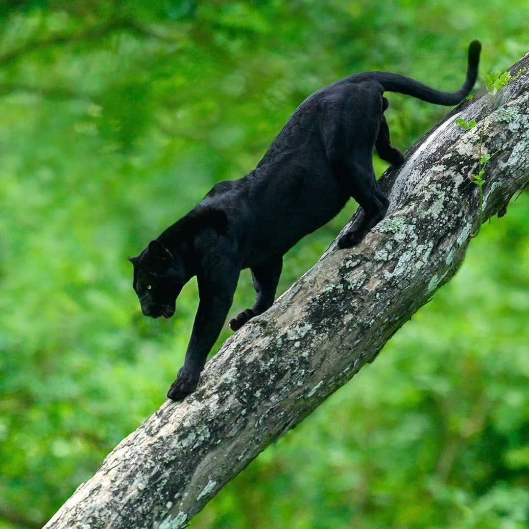 Пантера Багира