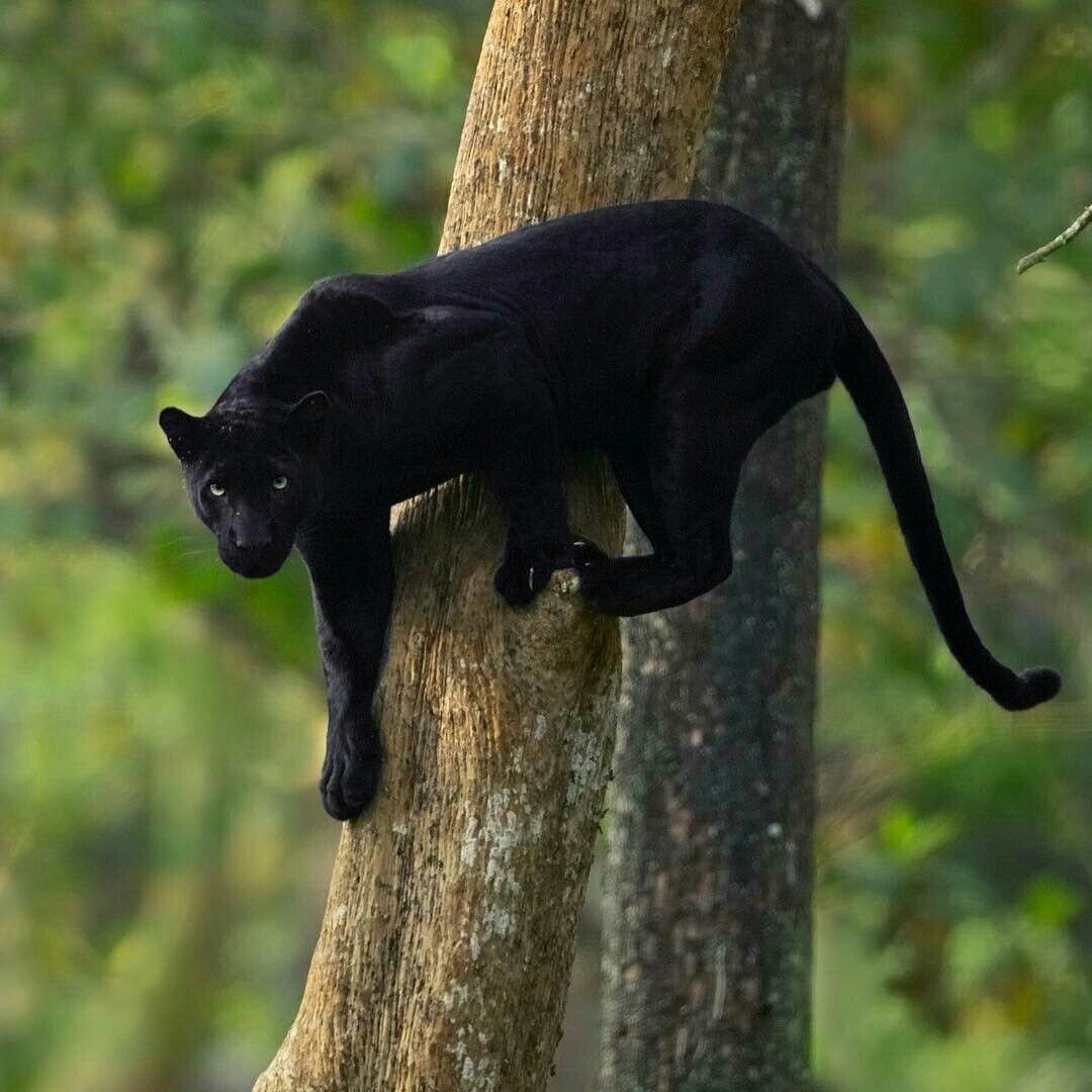 Пантера Багира кошка