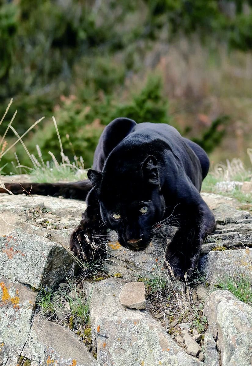 Детеныш пантеры