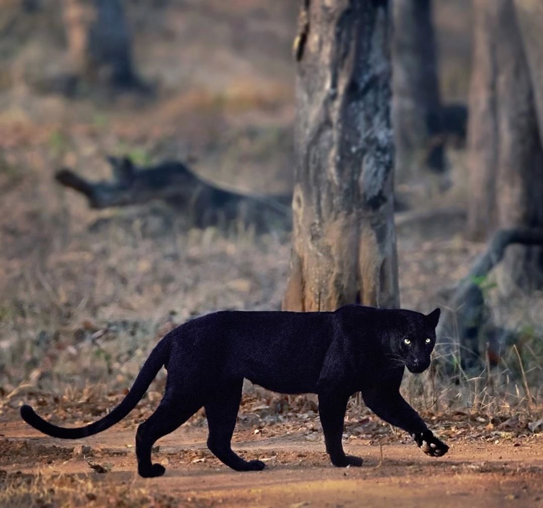 Черная пантера Грация