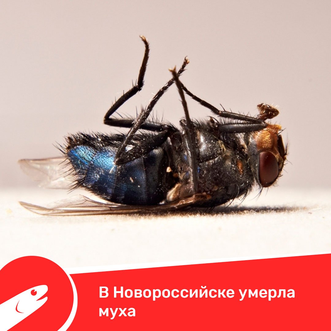 Шмель древоточец