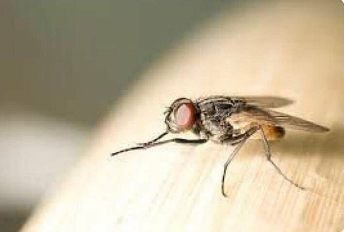 Муха потирает лапы