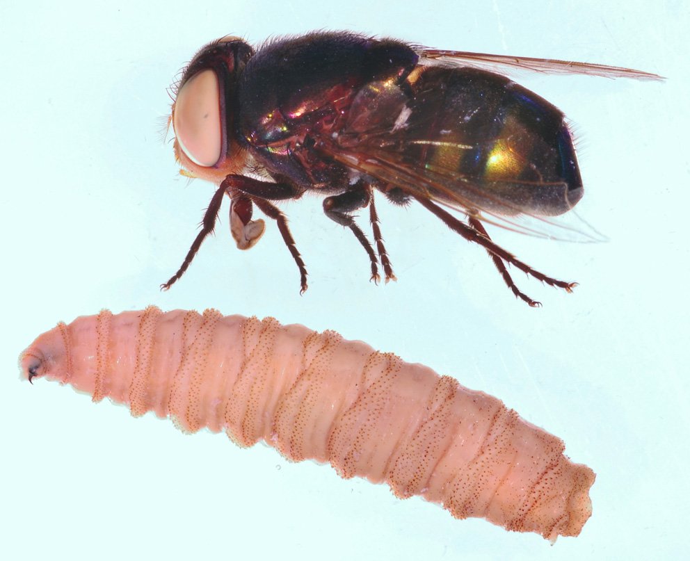 Пчела короед