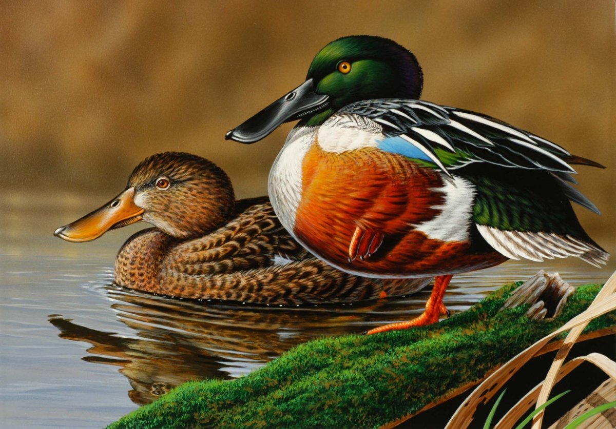 Картина утки