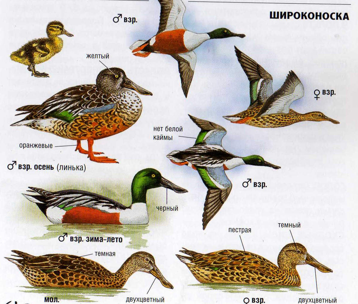 Northern Shoveler Duck