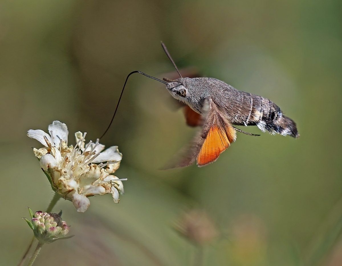 Hummingbird Hawk Moth