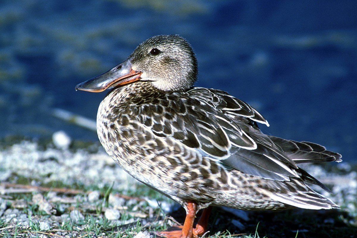 Широконоска в полете птица