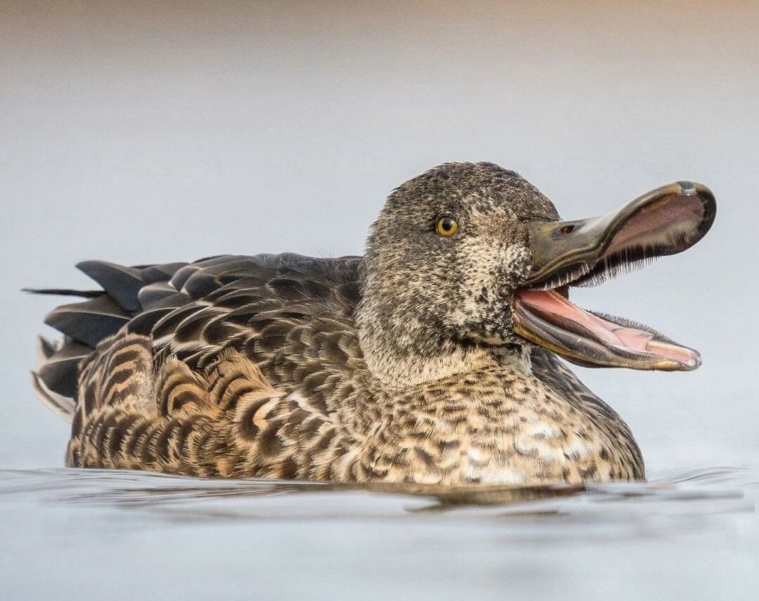 Широконоска селезень