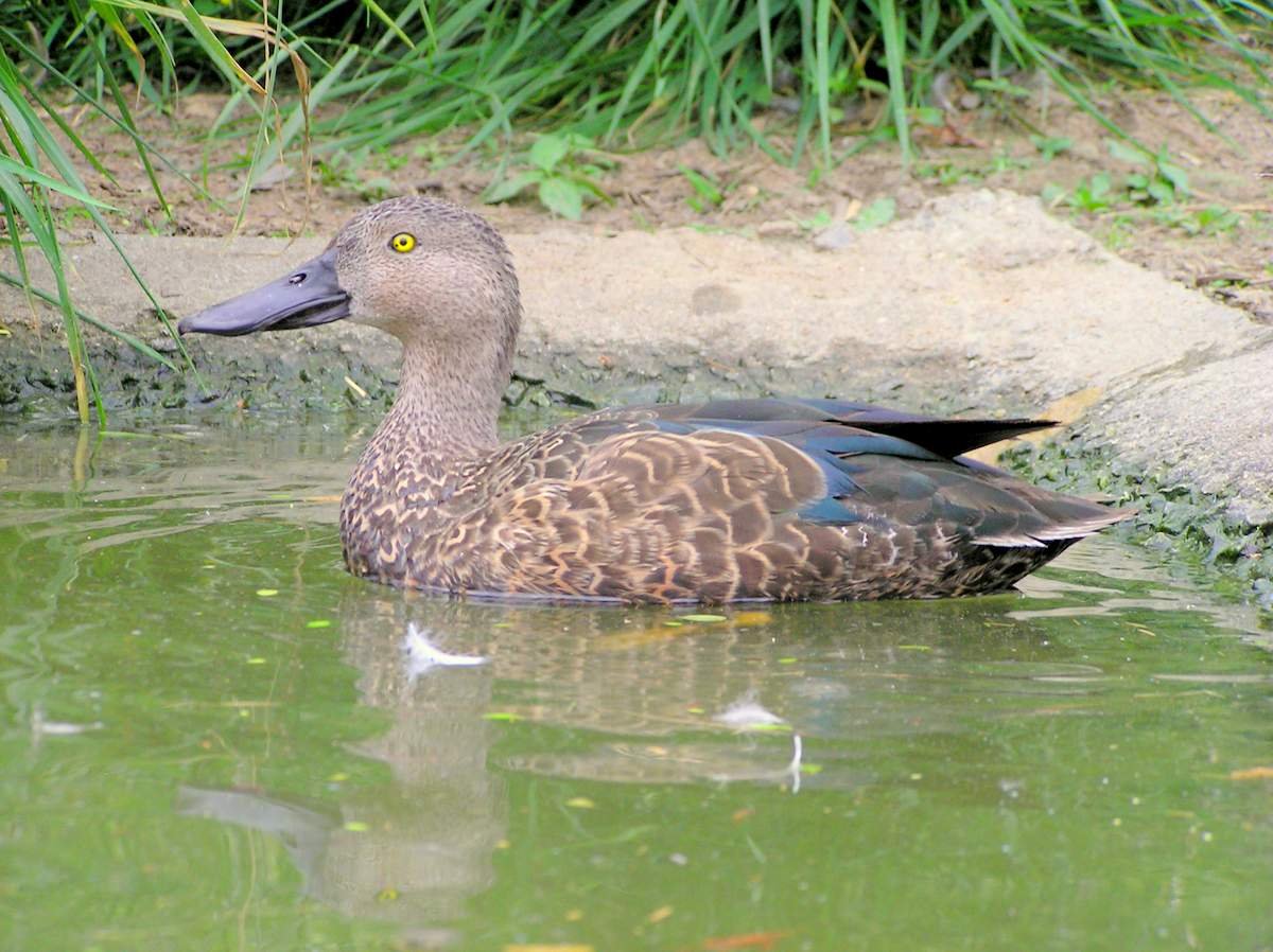 Птенец широконоски