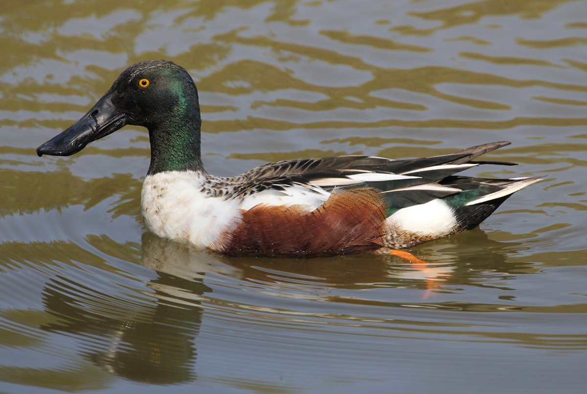 Чирок Широконоска