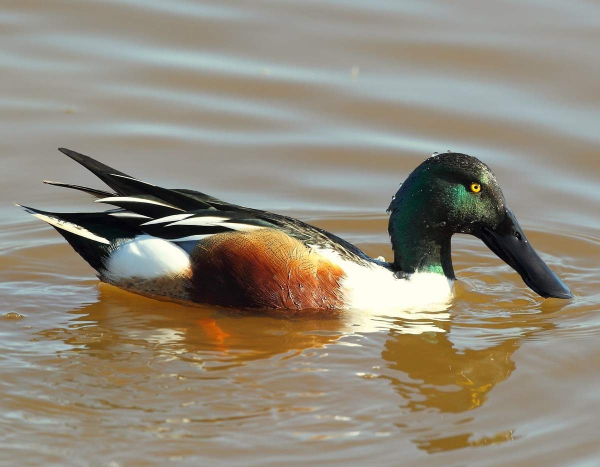 Мраморная утка кряква