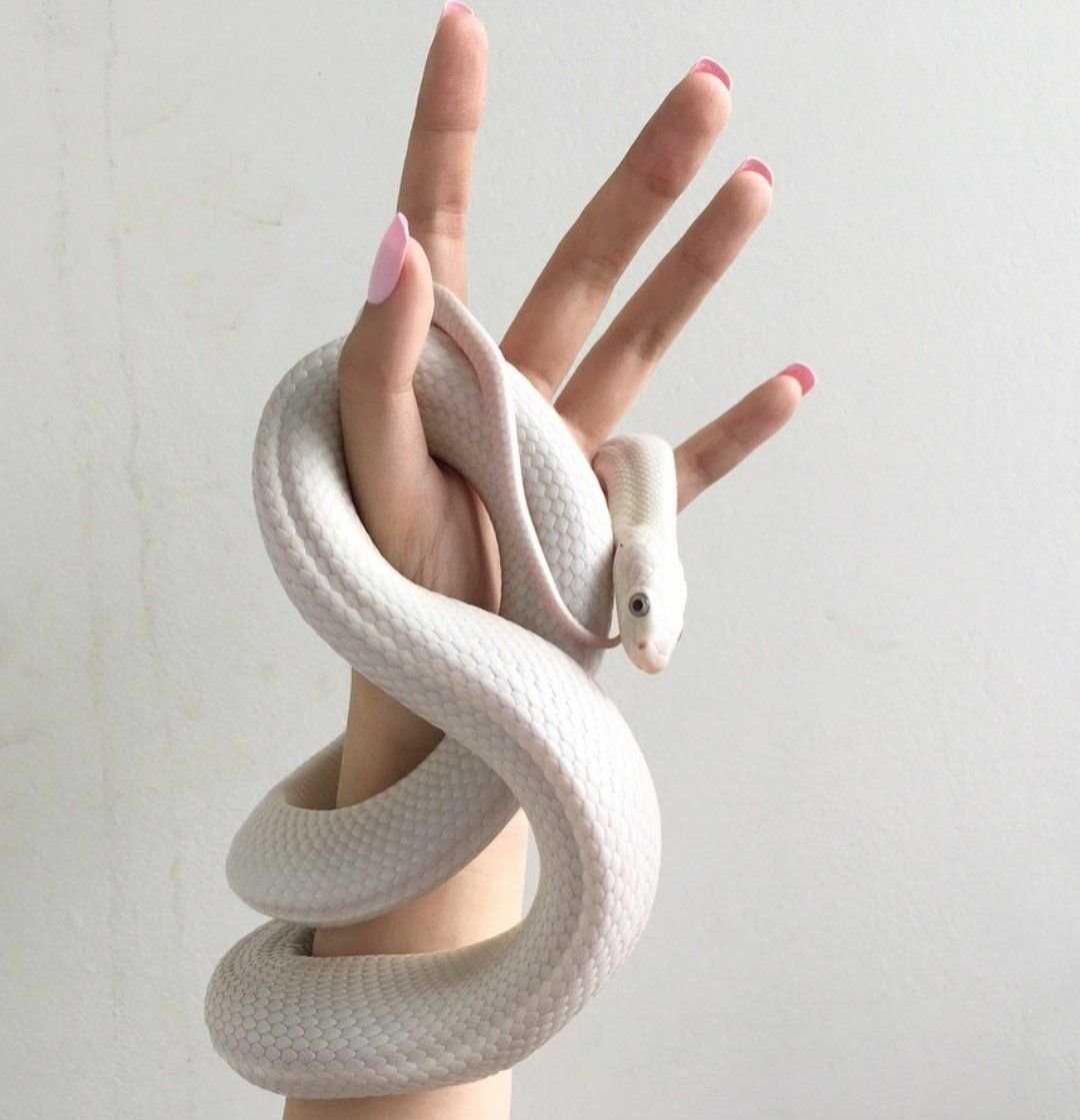 Королевский питон Albino