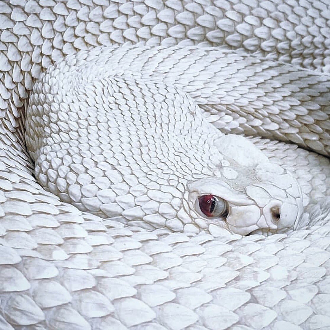 Королевский питон розовый