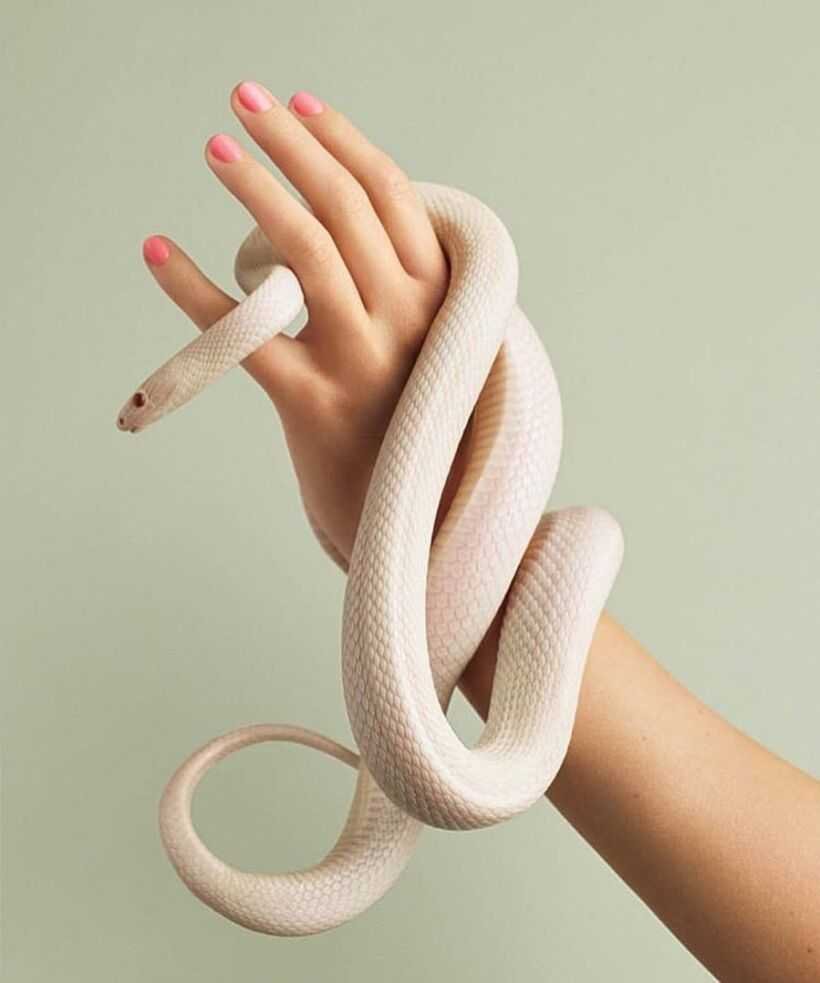 Палмаваеа Змееа