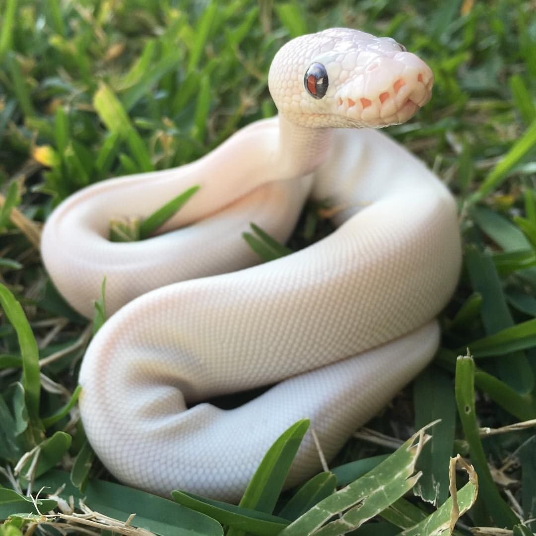 Техасский полоз леуцист